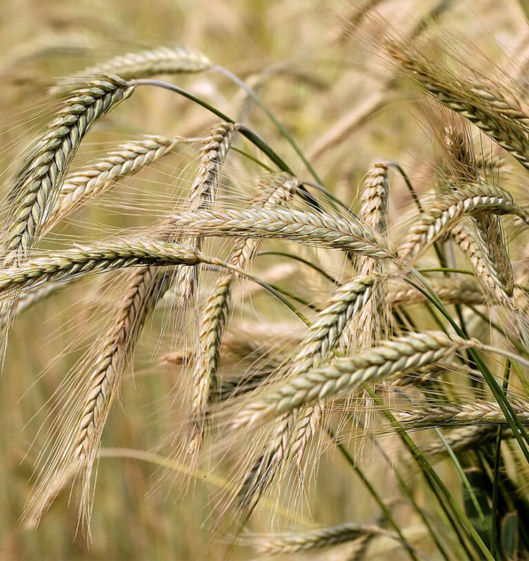 What do you need to export barley from Ukraine?