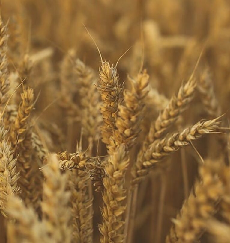 Buy wheat in Ukraine