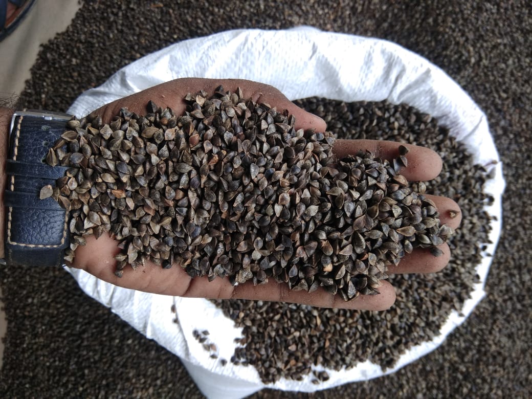 BUCKWHEAT.jpeg