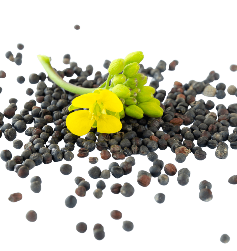 Canola seeds for export from Ukraine
