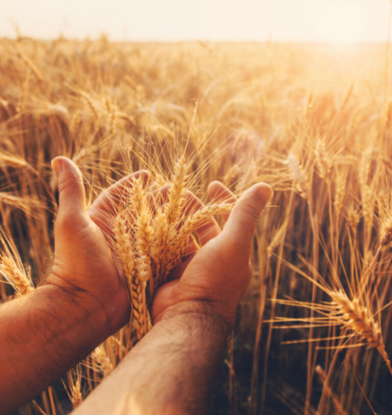 Price policy for wheat in Ukrainian ports continues to fall