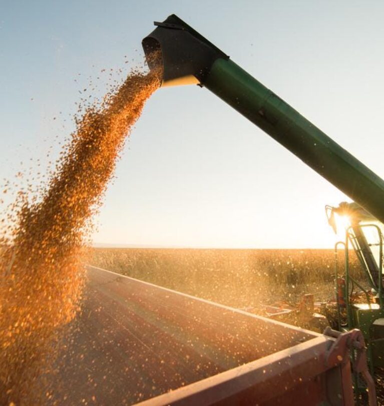 Wholesale export of corn from Ukraine