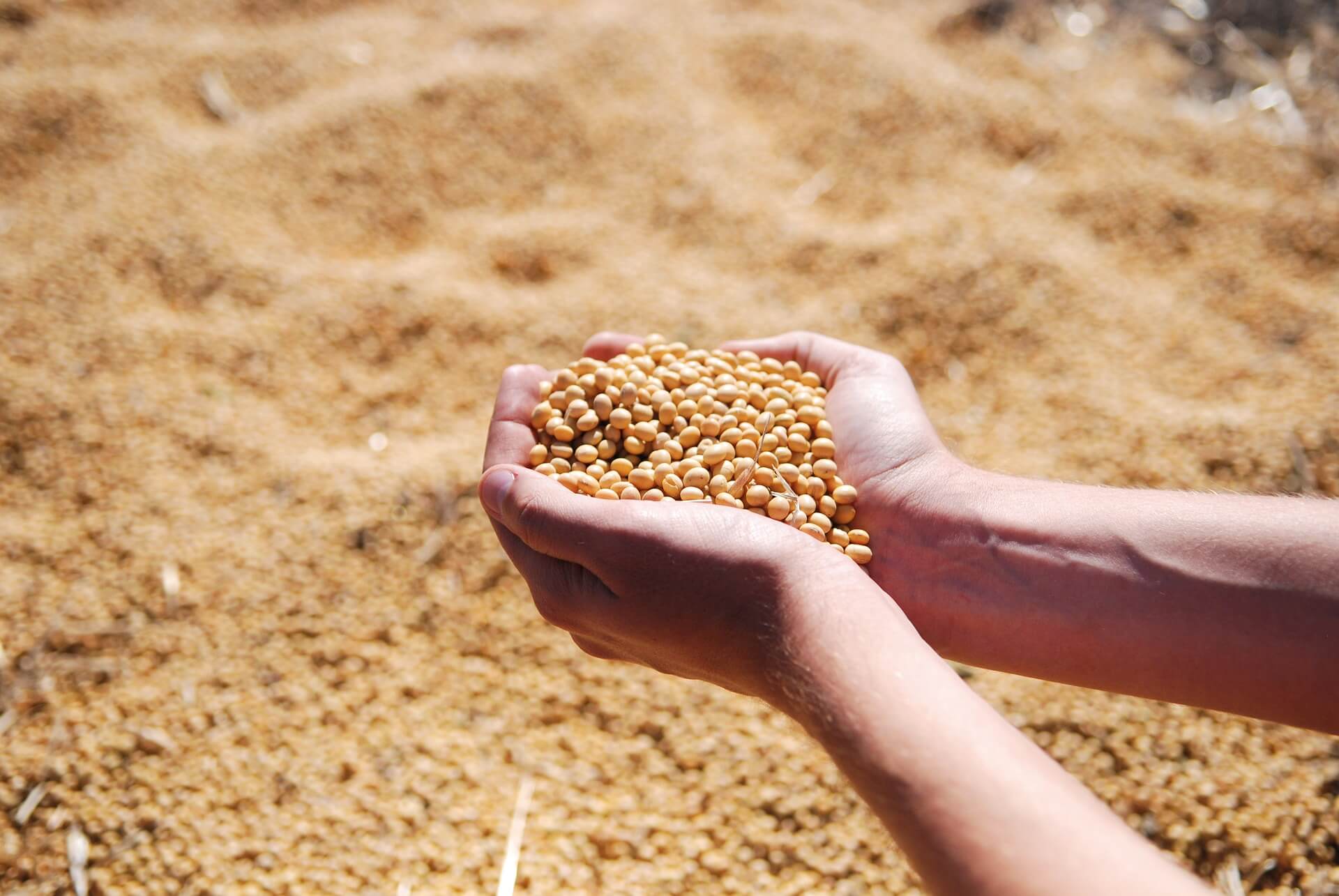 export-soybeans.jpg