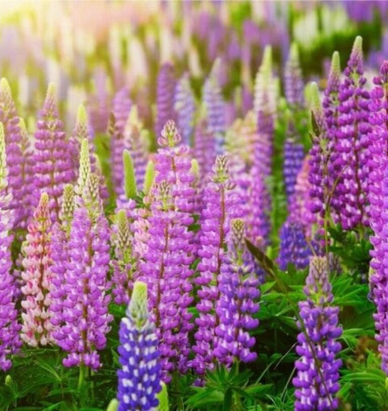 What is needed to export lupine from Ukraine?
