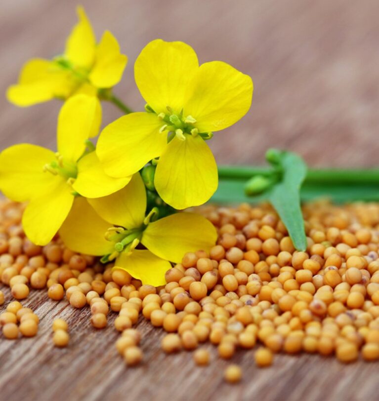 What is required for the export of yellow mustard seeds from Ukraine?