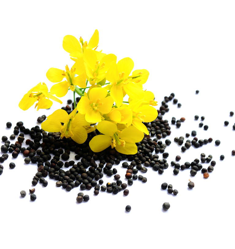 Rapeseed export from Ukraine