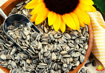 Why are sunflower seeds dispatch for export from Ukraine