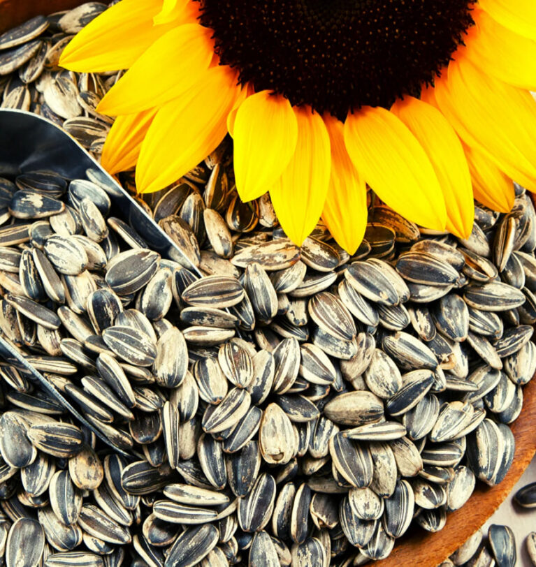 Why are sunflower seeds dispatch for export from Ukraine